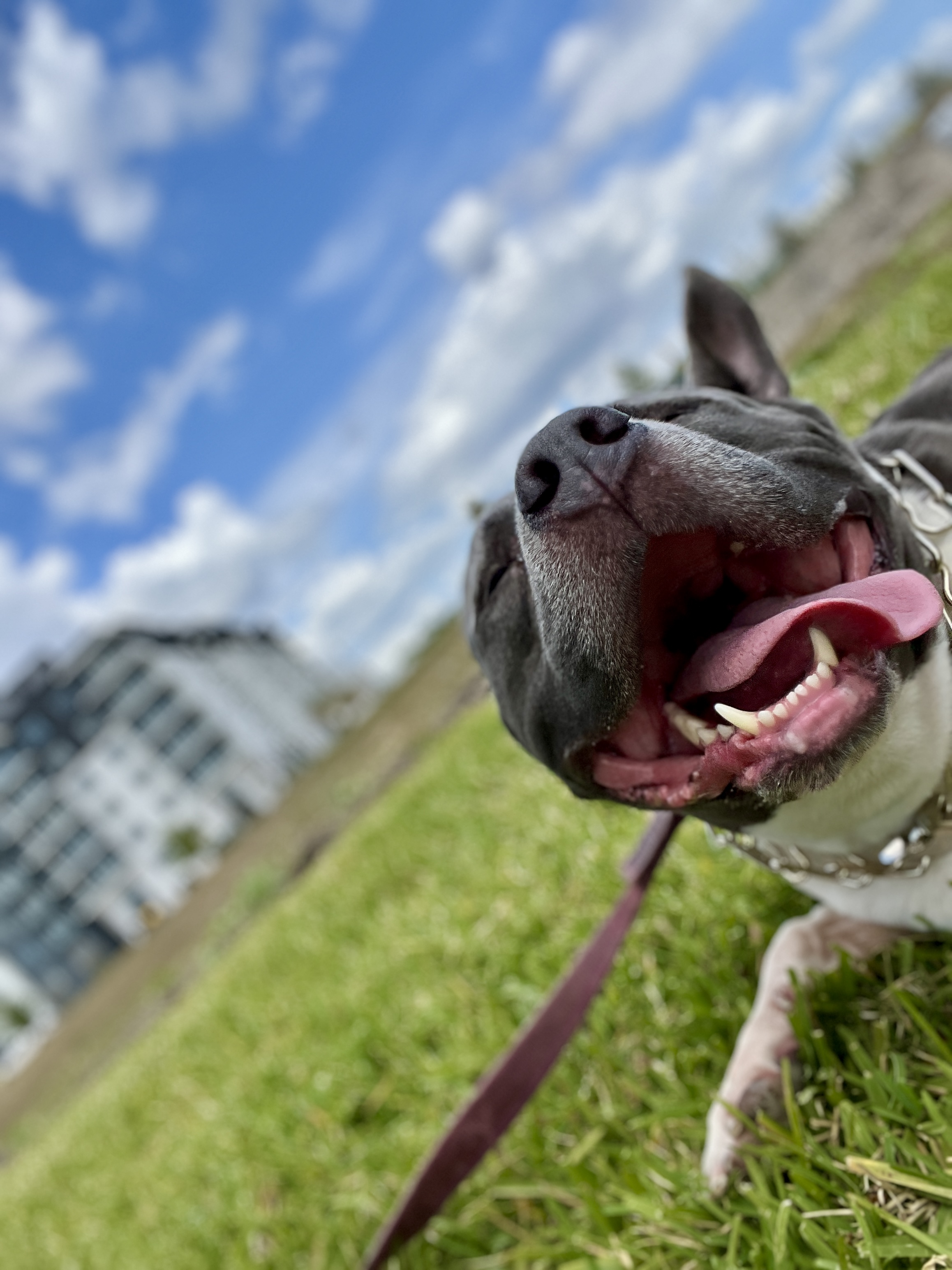 Scooby with his mouth open