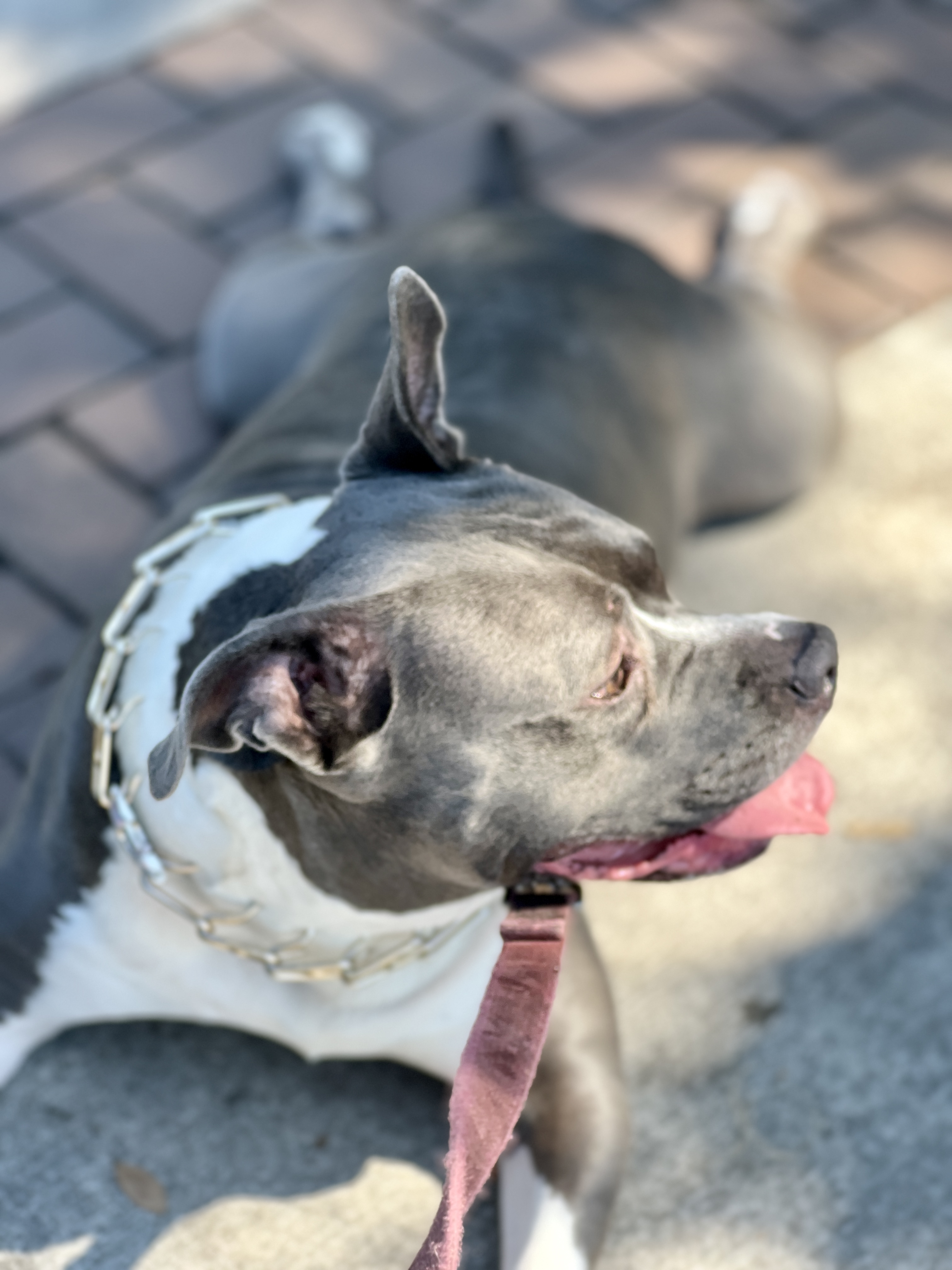 Scooby's profile view