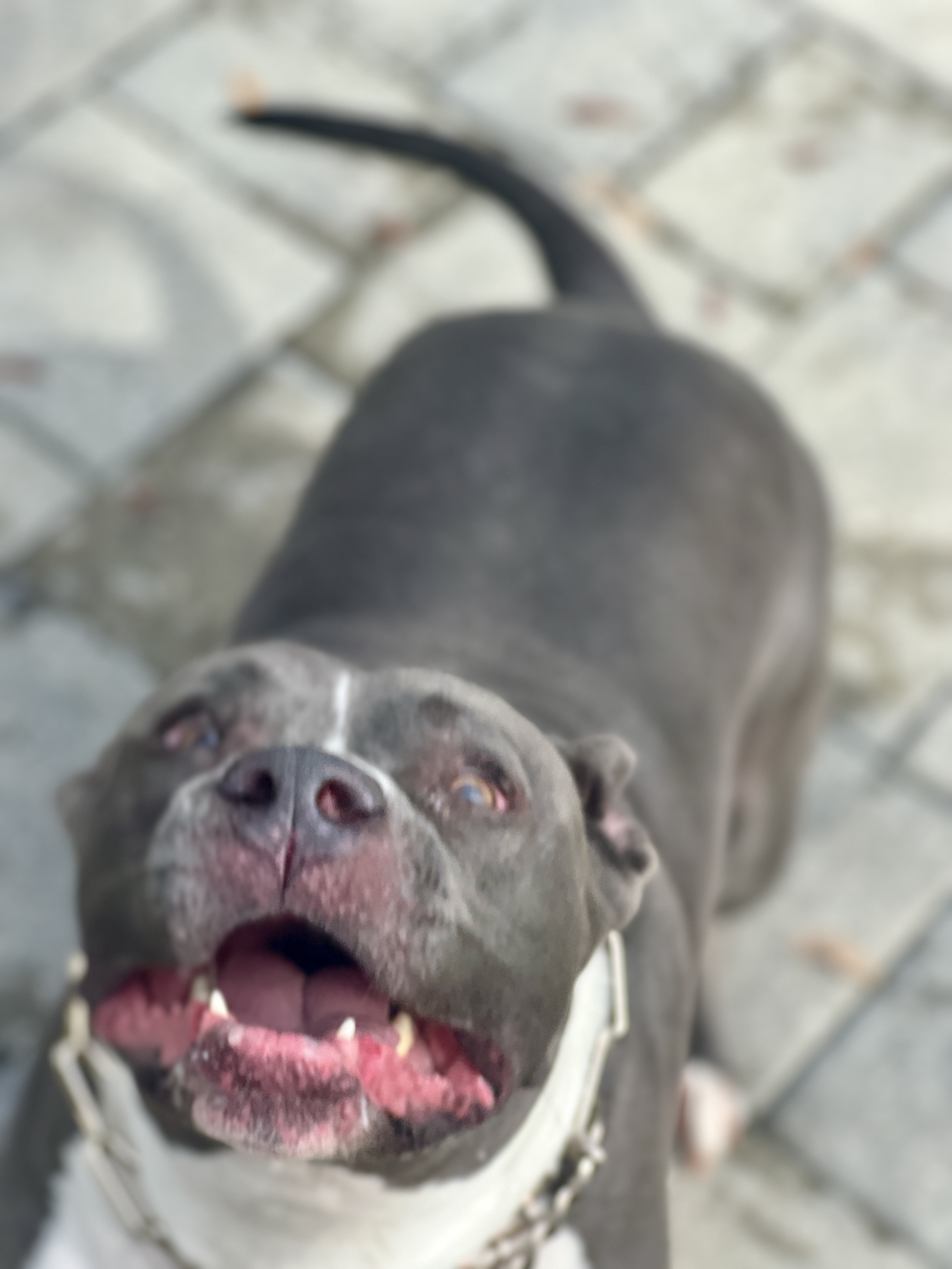 Scooby looking up with excitement