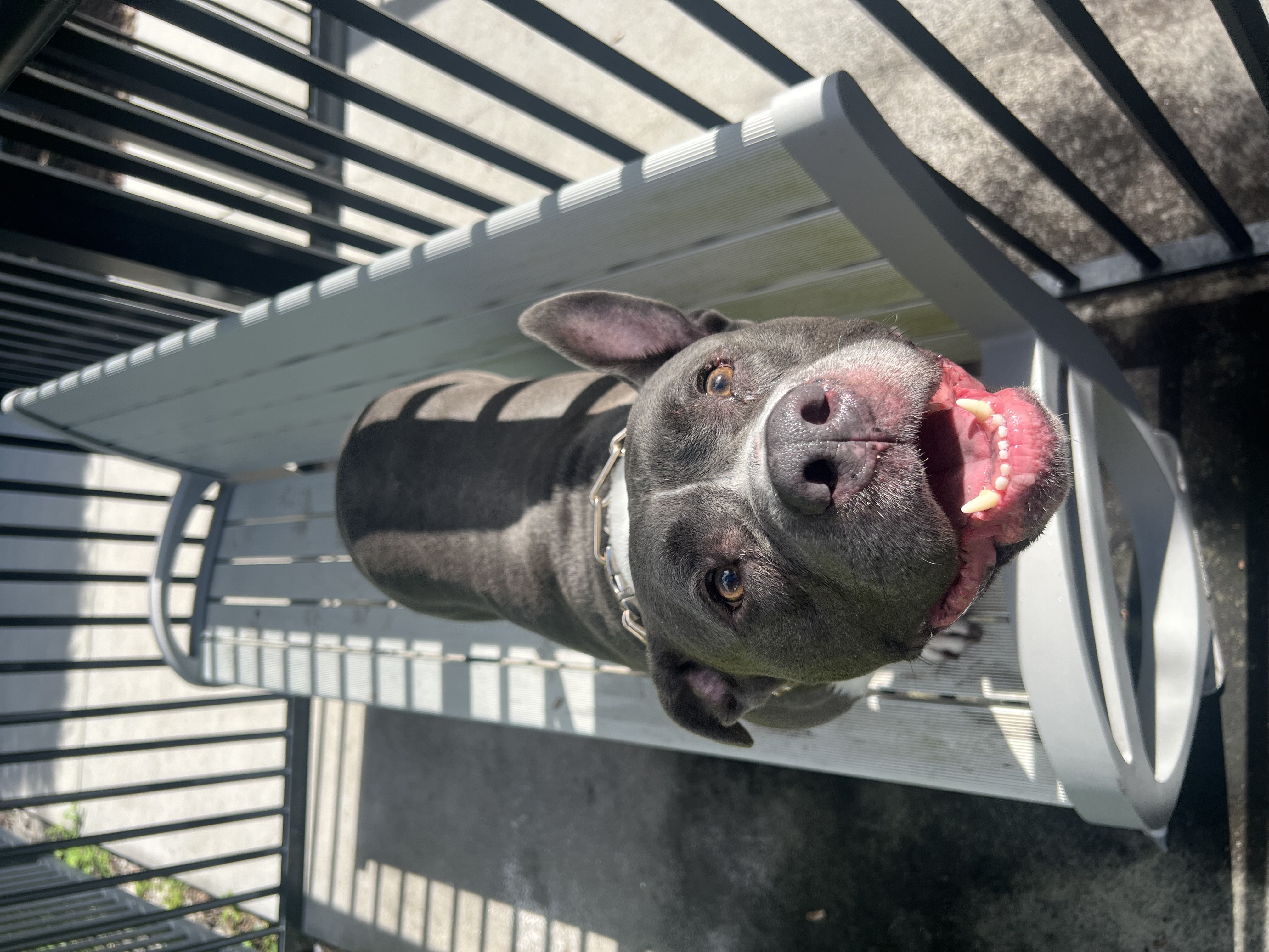 Scooby smiling on the bench