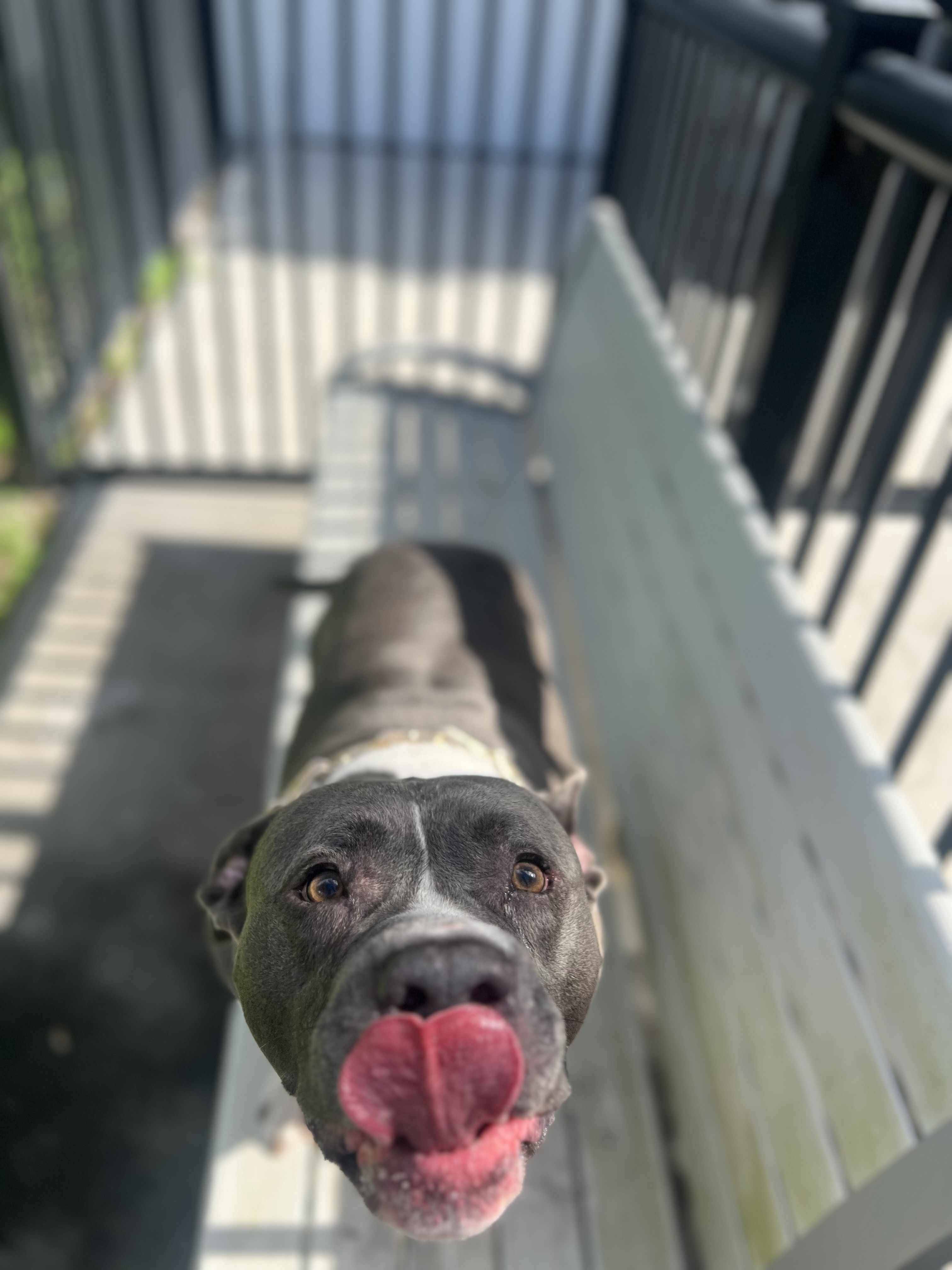 Scooby with his tongue out on the bench