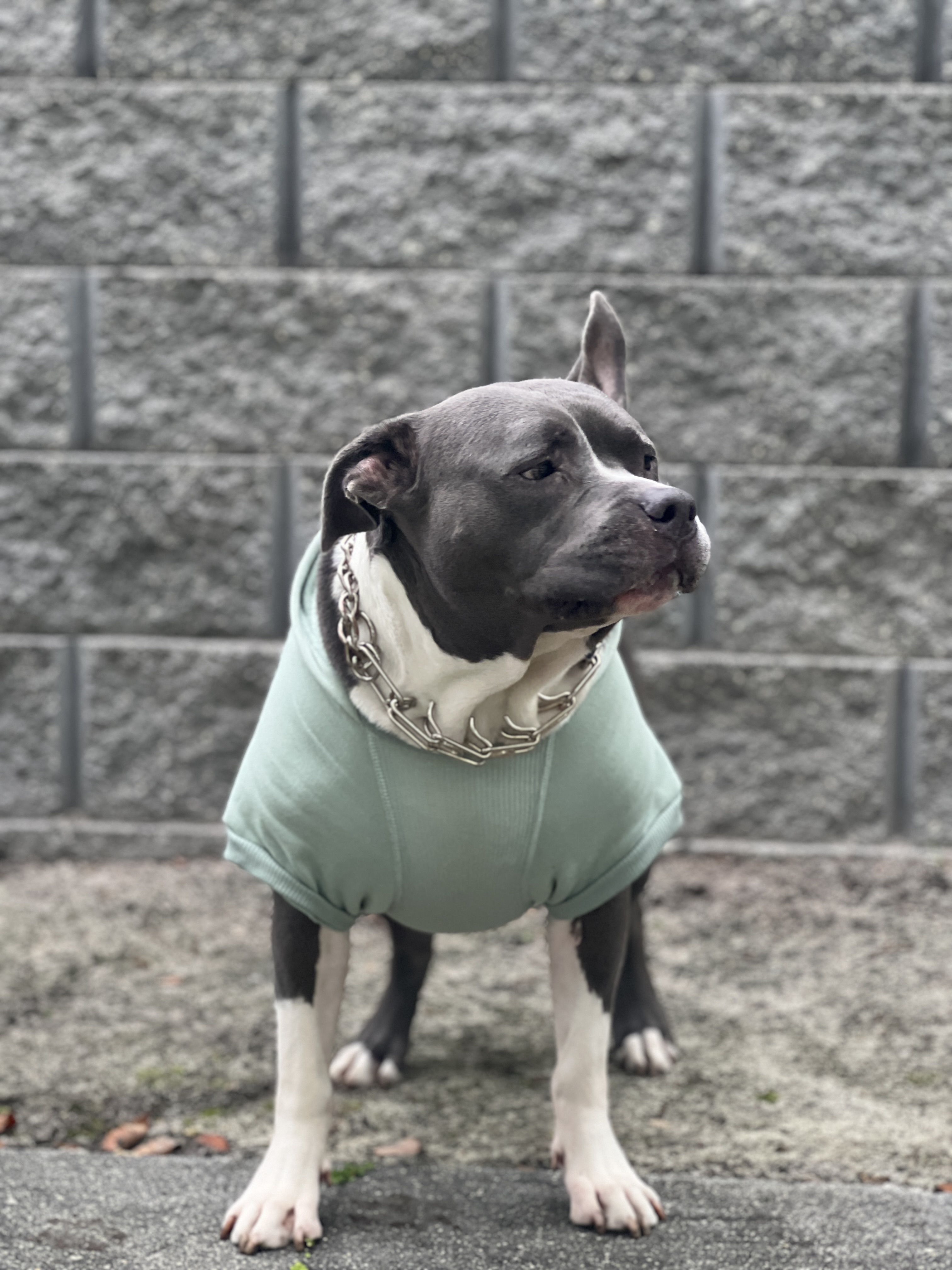 Scooby in his mint green sweatshirt at the dog park