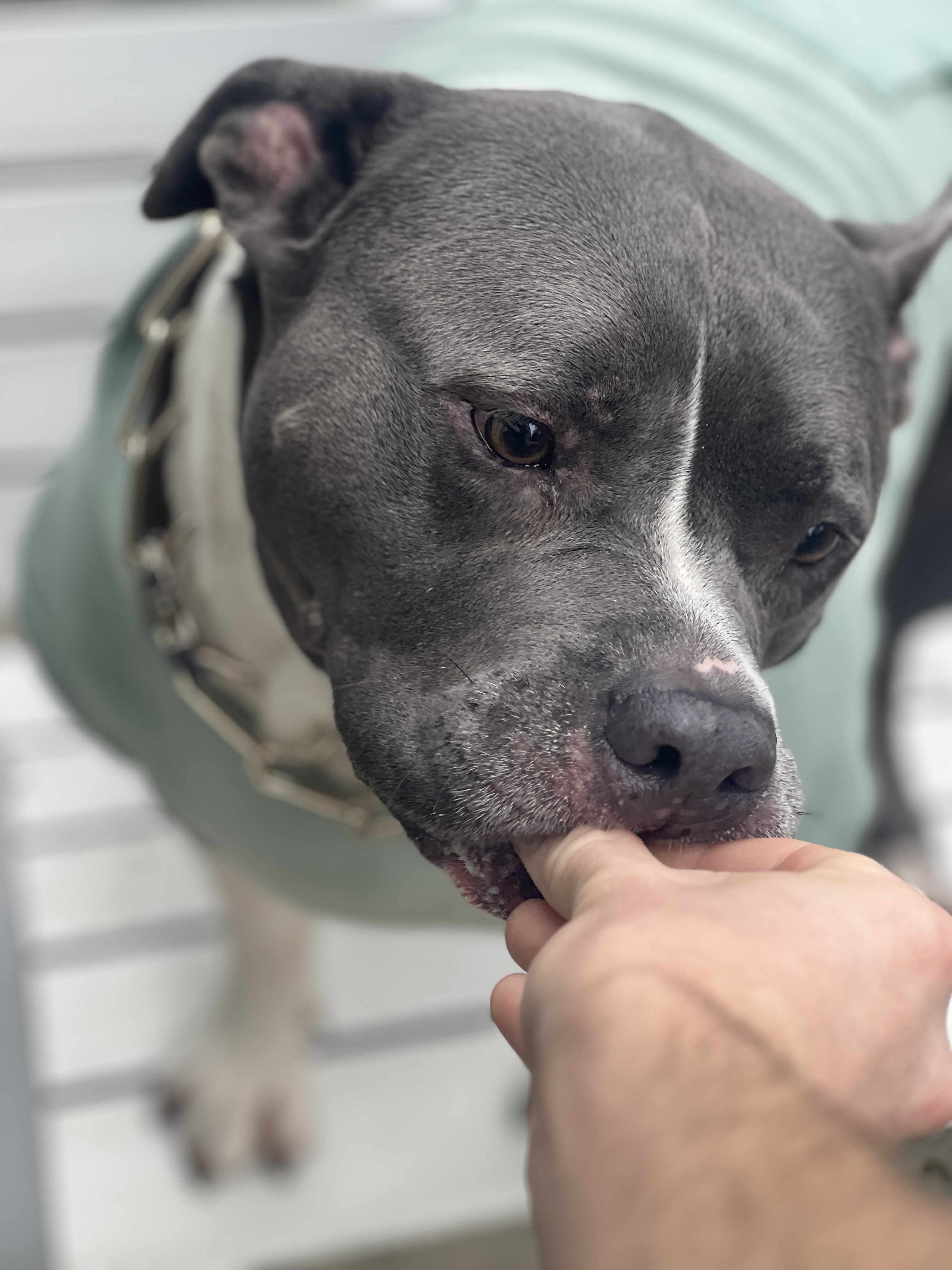 Close-up of Scooby getting a treat in his sweatshirt