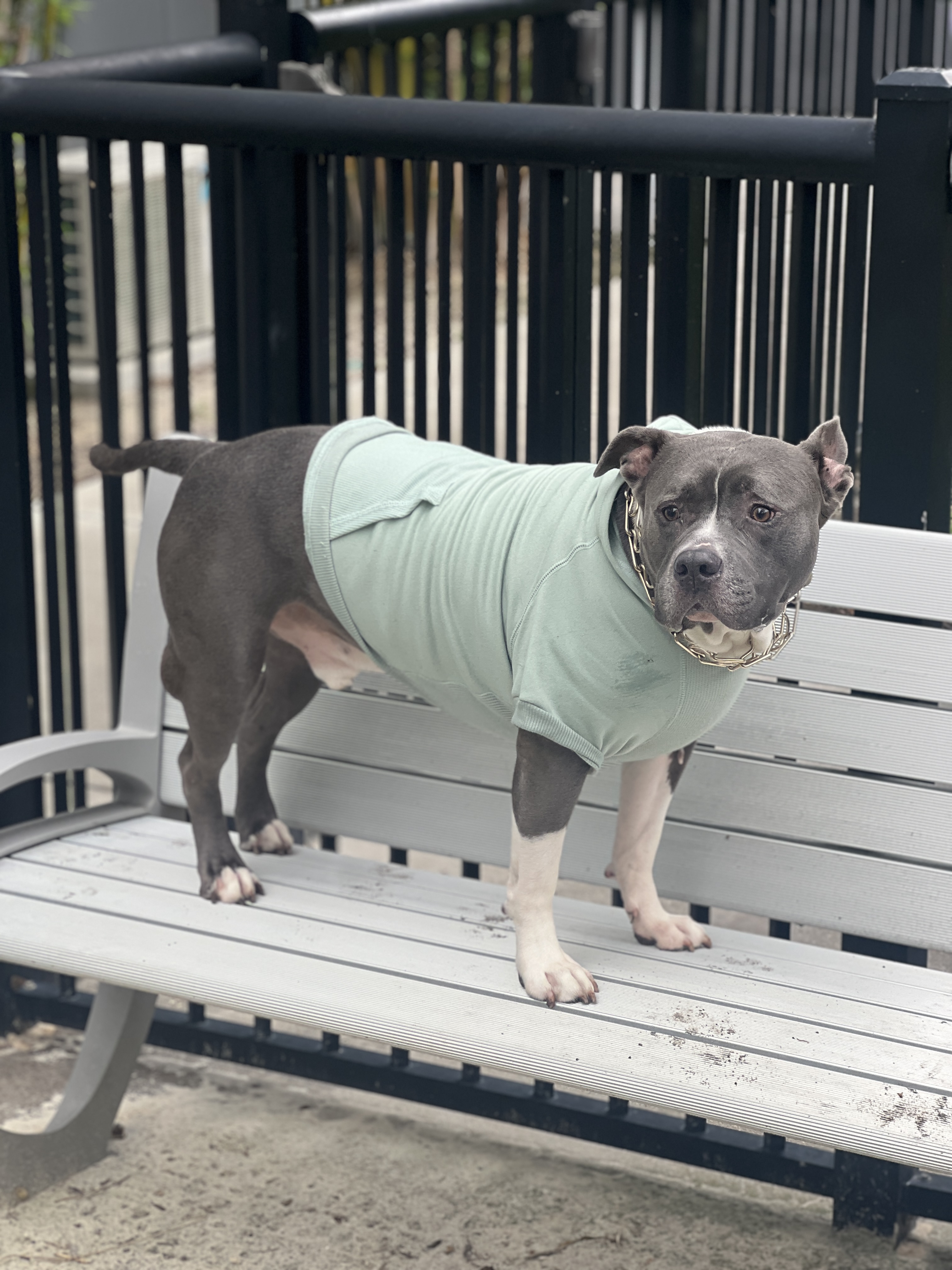 Scooby standing on a bench in his mint sweatshirt