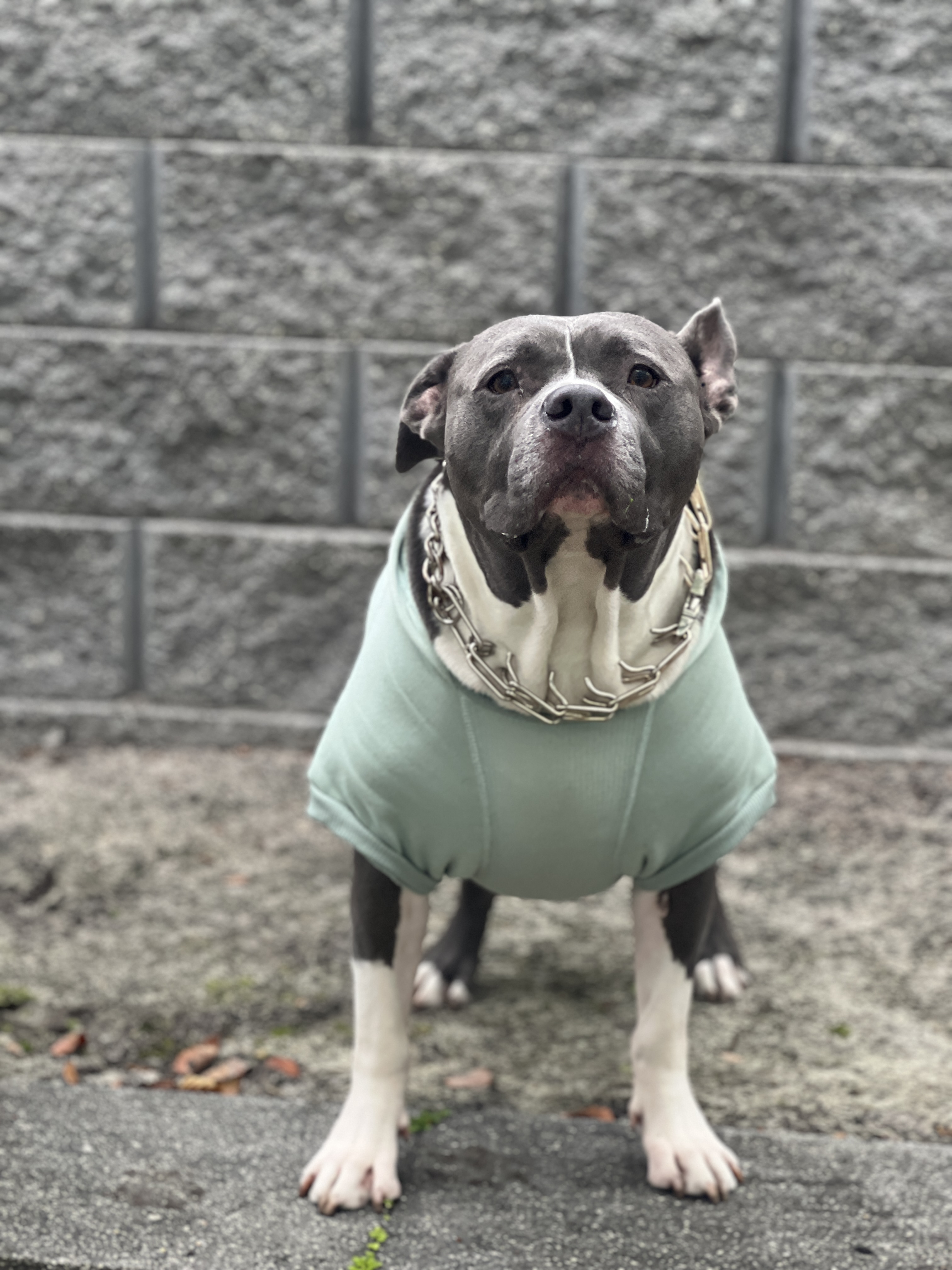 Front view of Scooby in his stylish mint sweatshirt