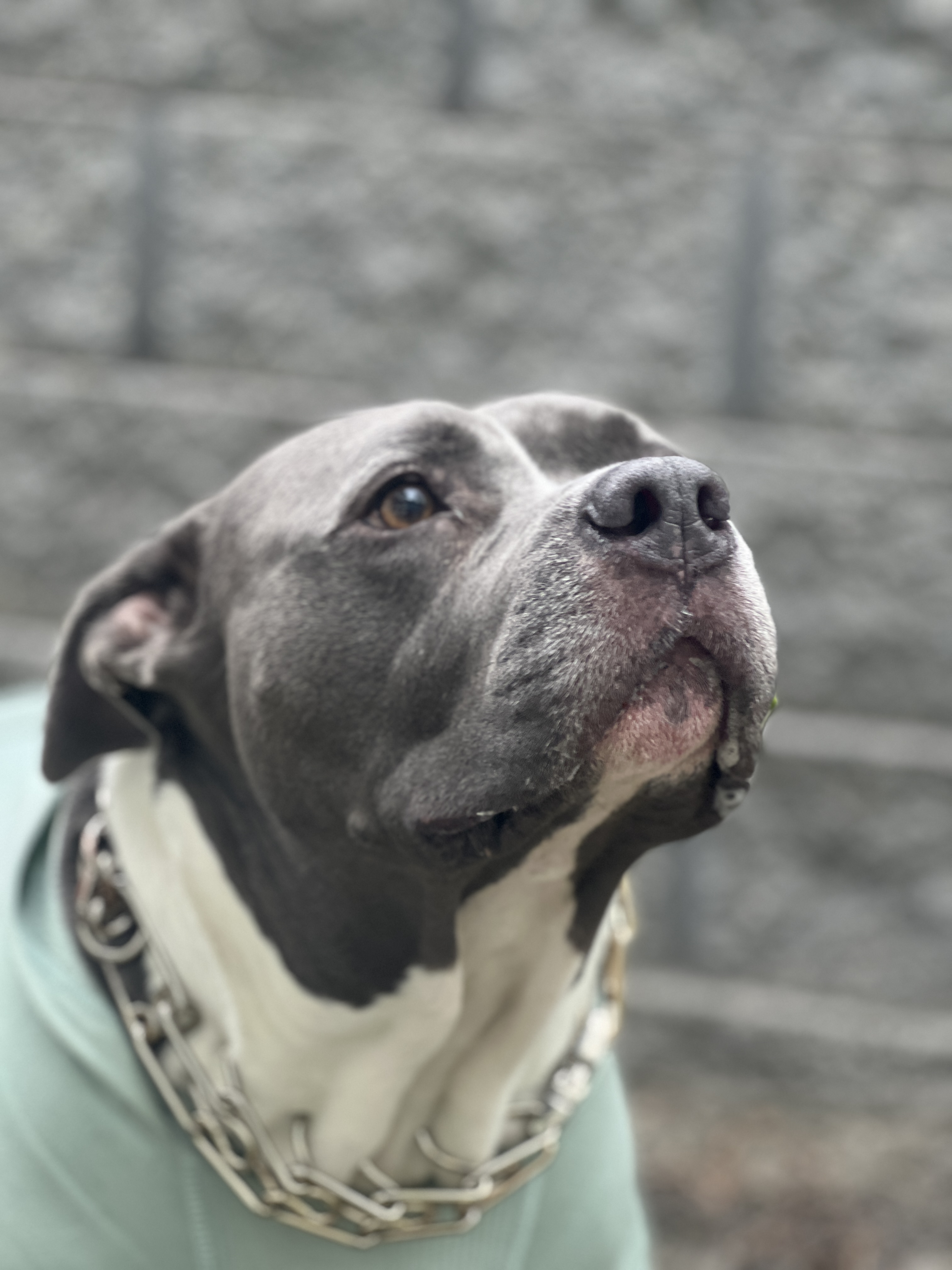 Profile shot of Scooby looking up in his sweatshirt