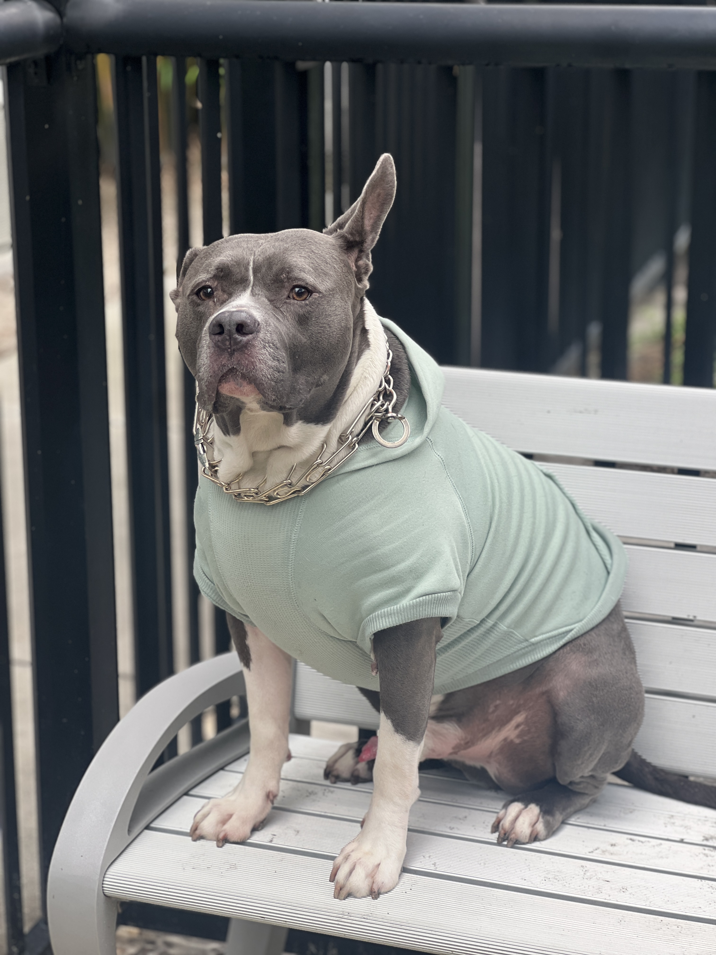 Scooby sitting on a park bench in his mint outfit
