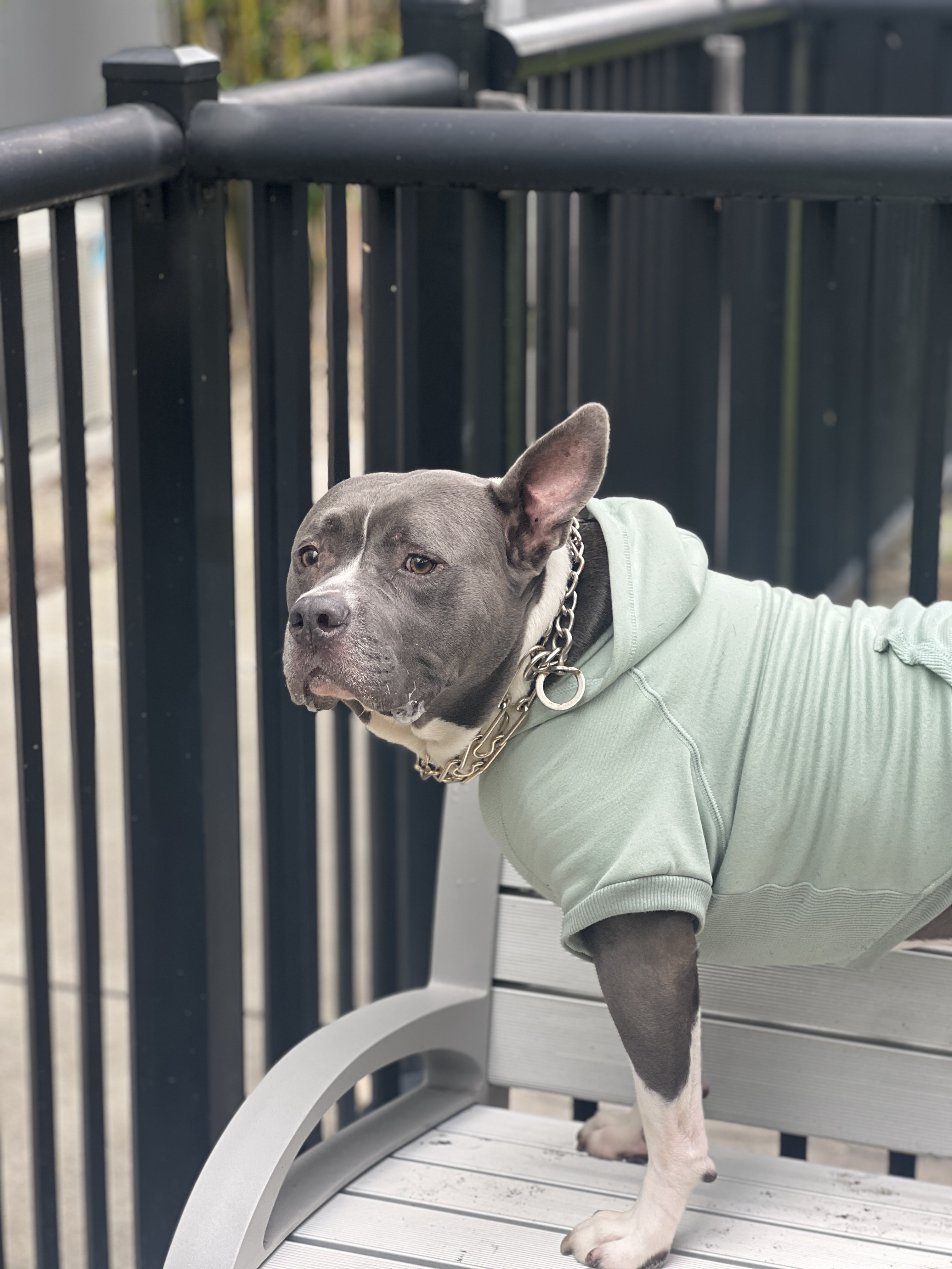 Side view of Scooby on the bench in his mint sweatshirt