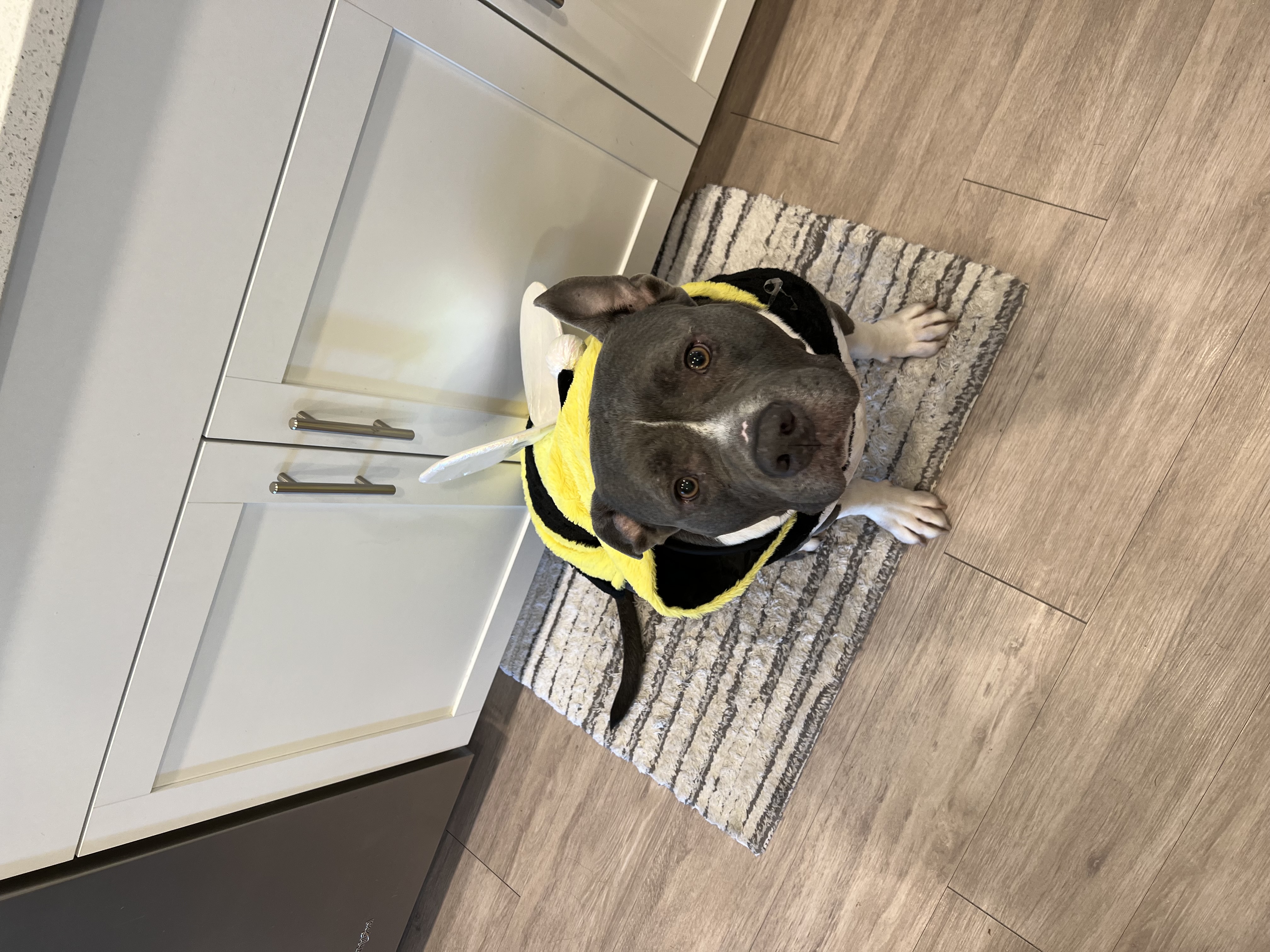 Scoo-bee in his adorable bee costume