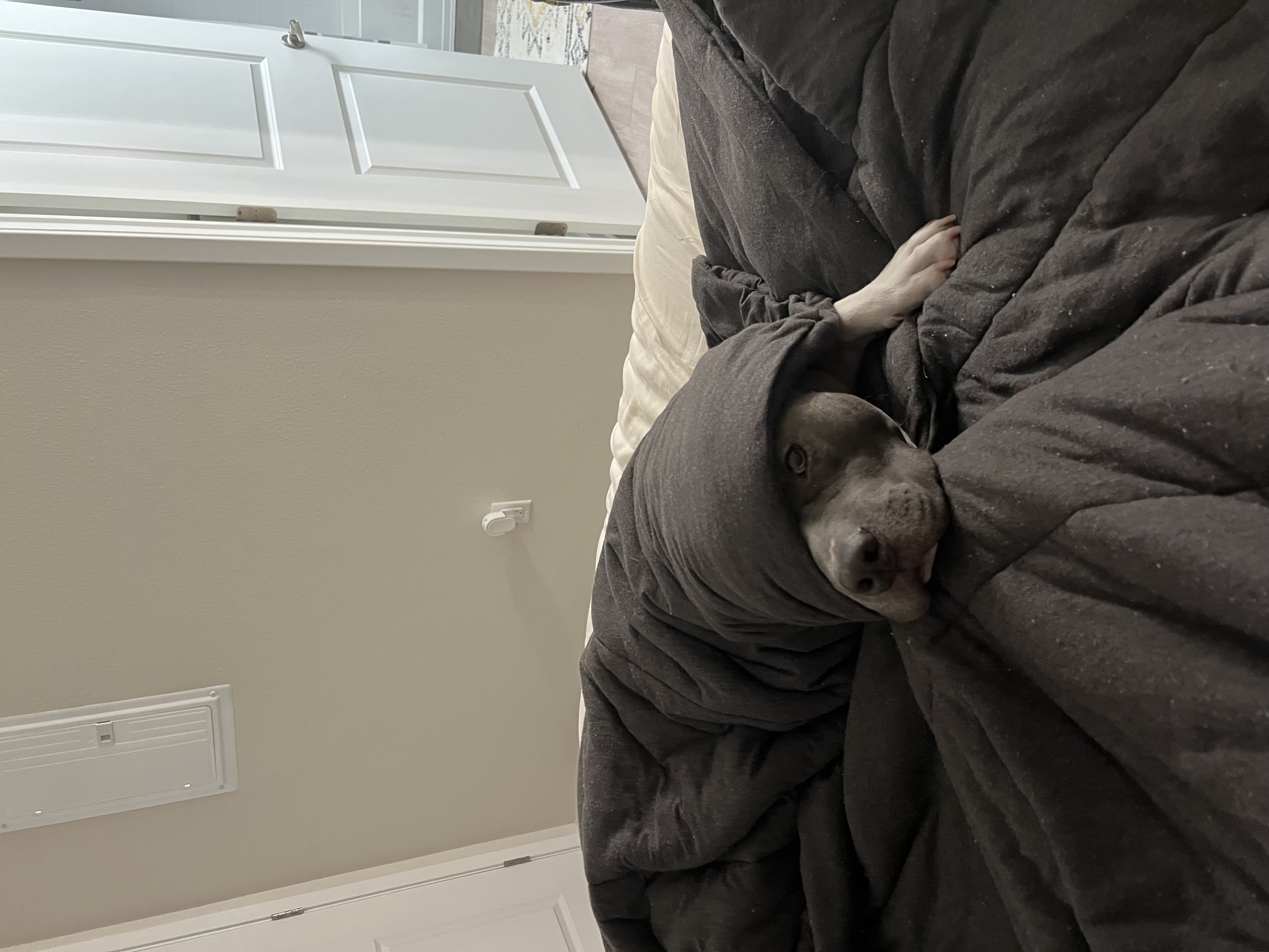 Scoo-burrito wrapped up cozy in a blanket