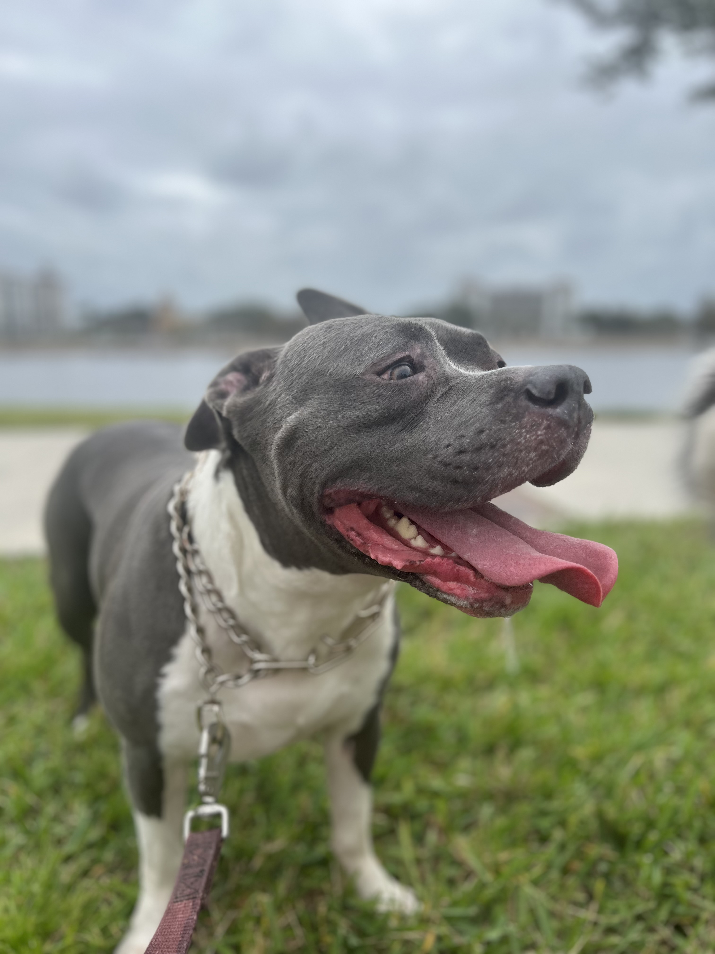 Scooby at the park with his tongue out