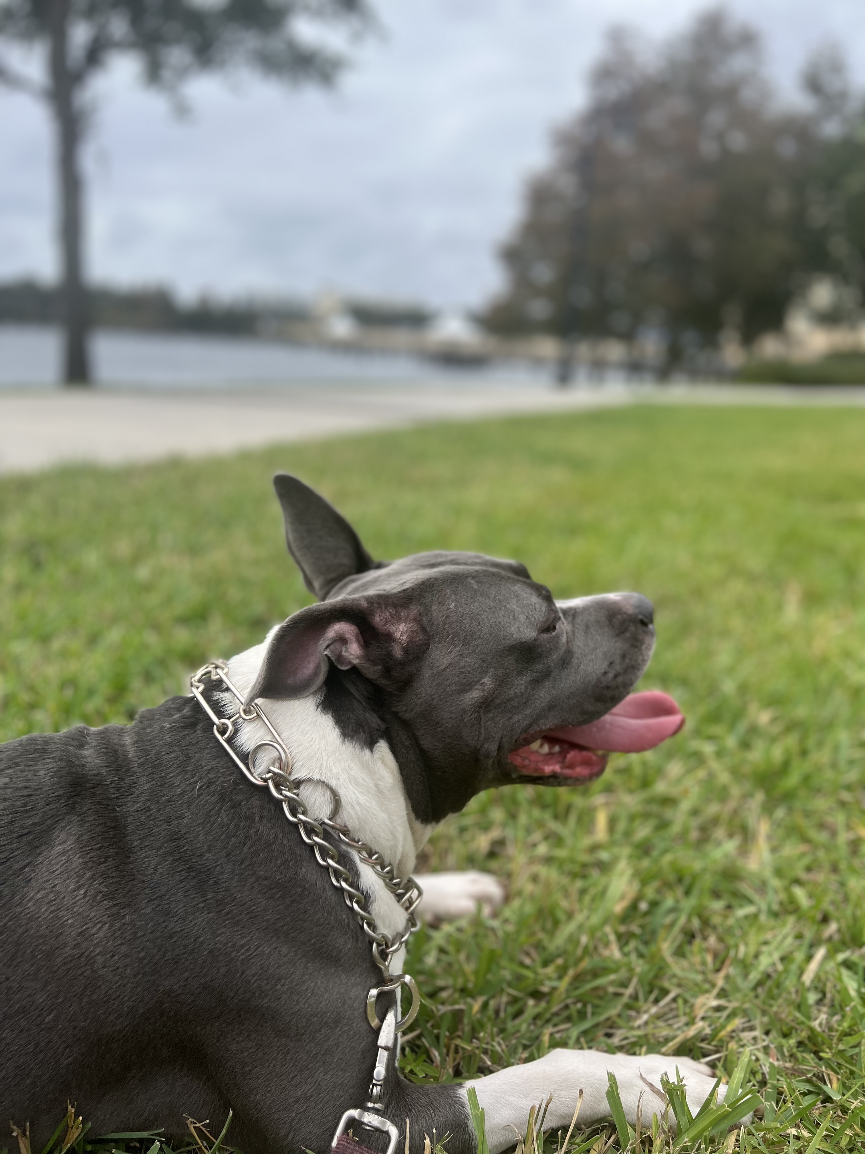 Scooby enjoying a sunny day at the park