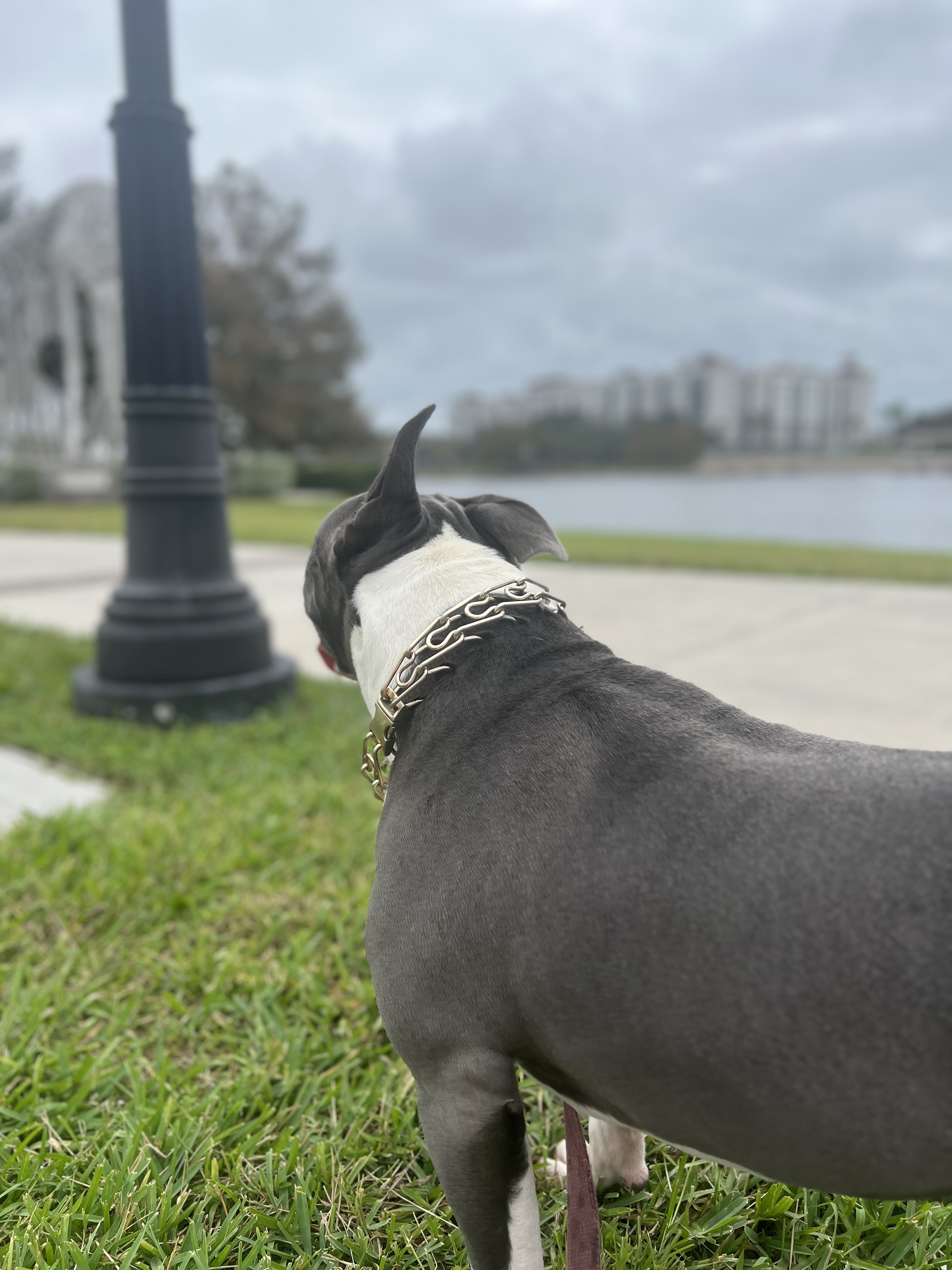 Scooby looking out at the lake view