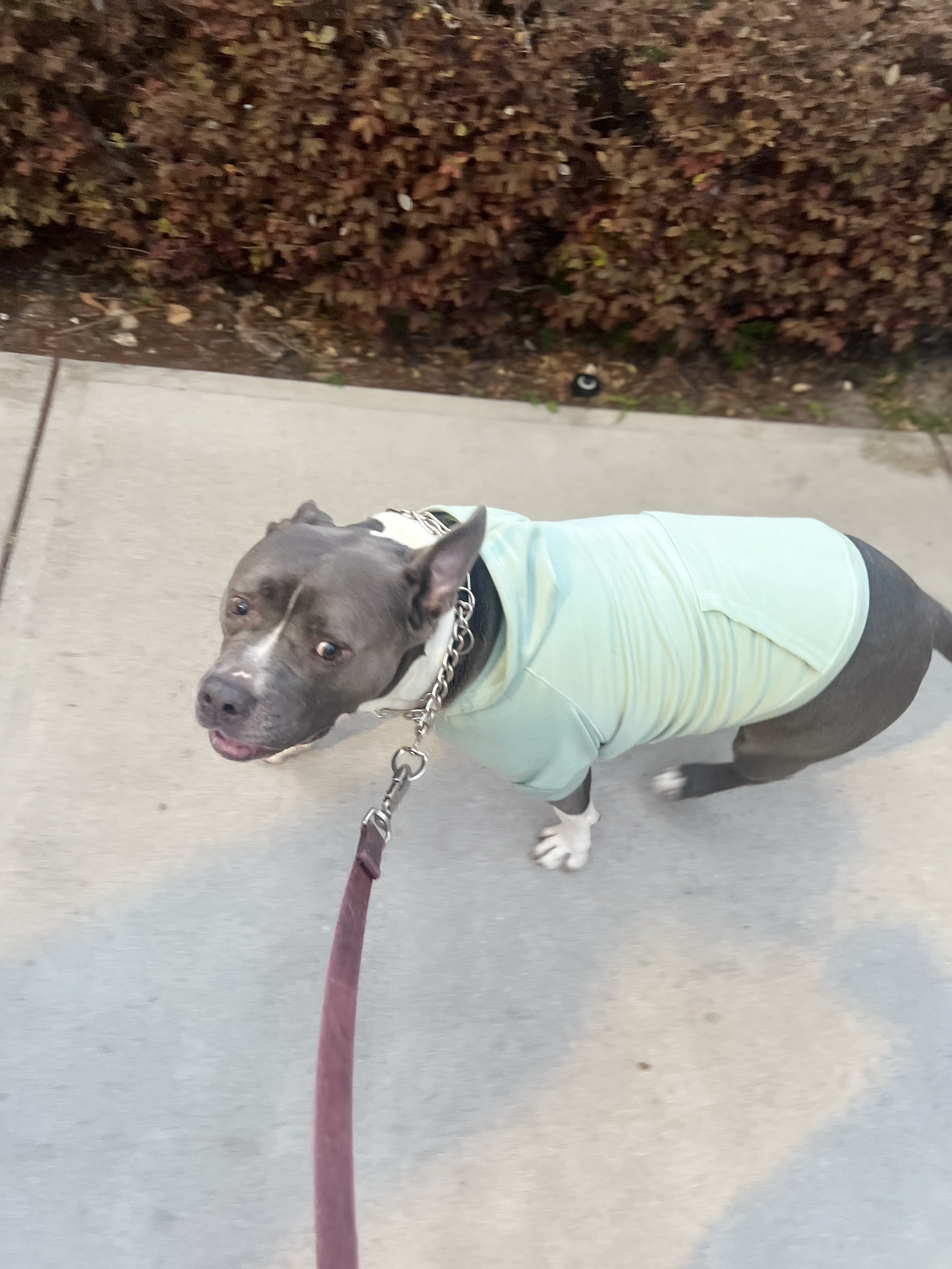Scooby on a walk in his mint green outfit