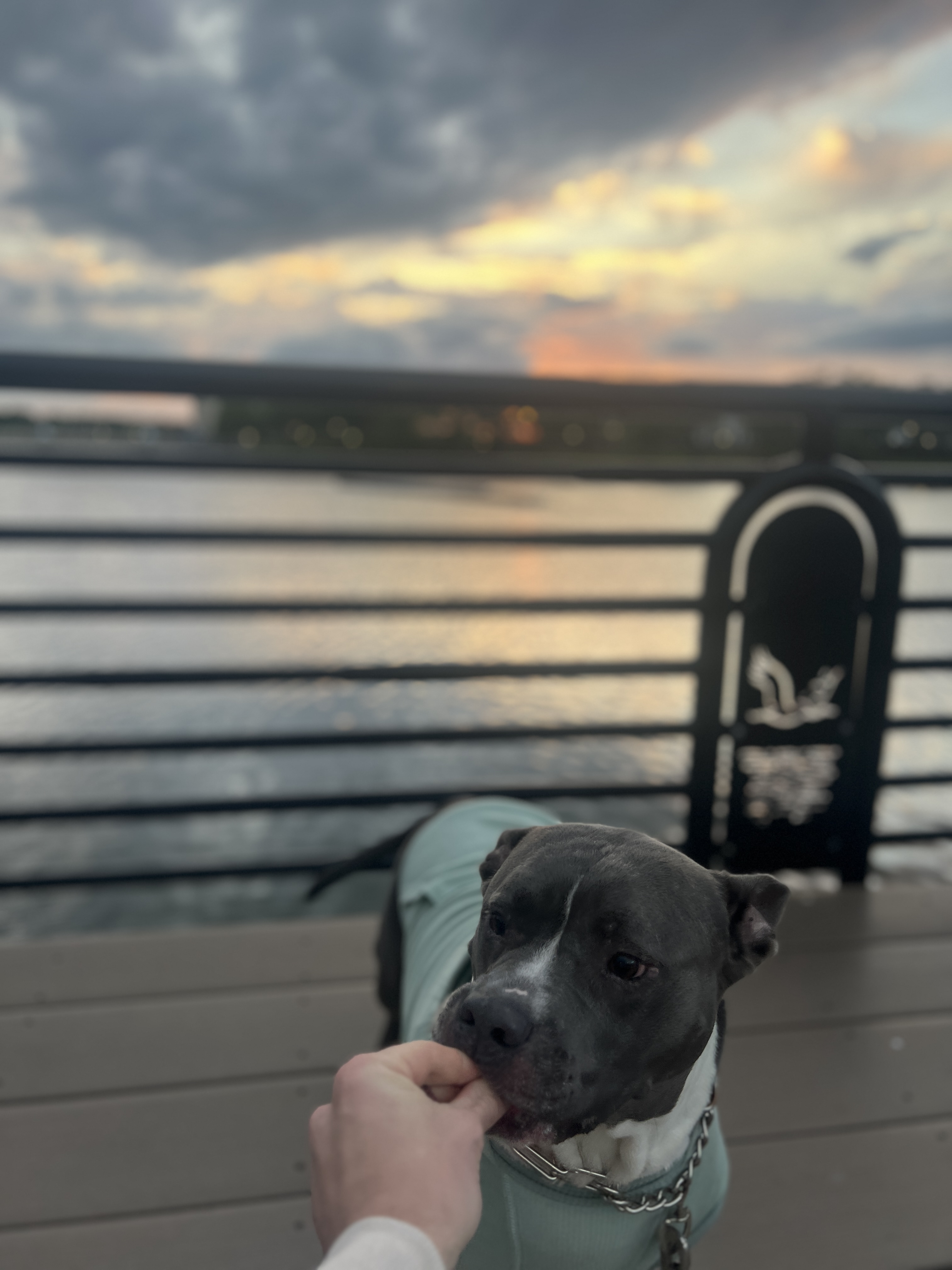 Scooby getting a treat at sunset by the water