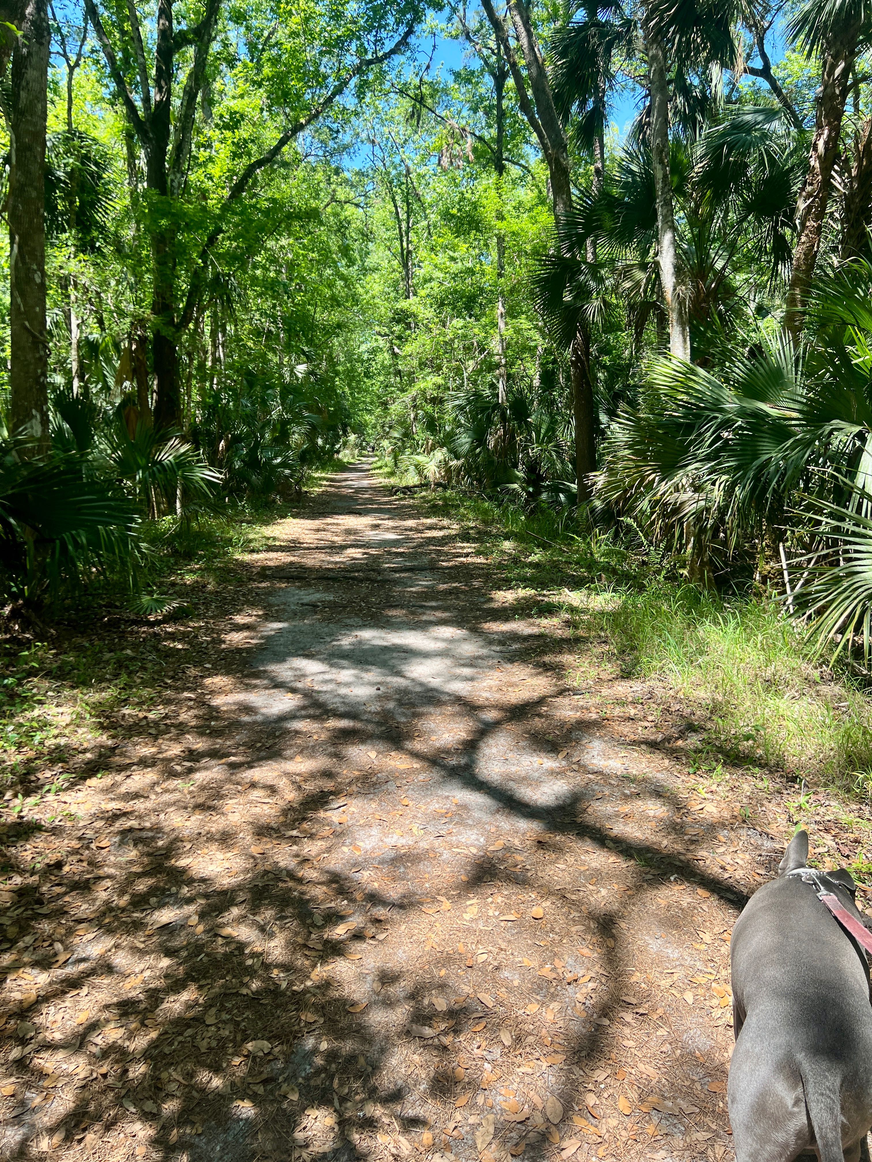 Scooby on a shaded forest trail with palm trees