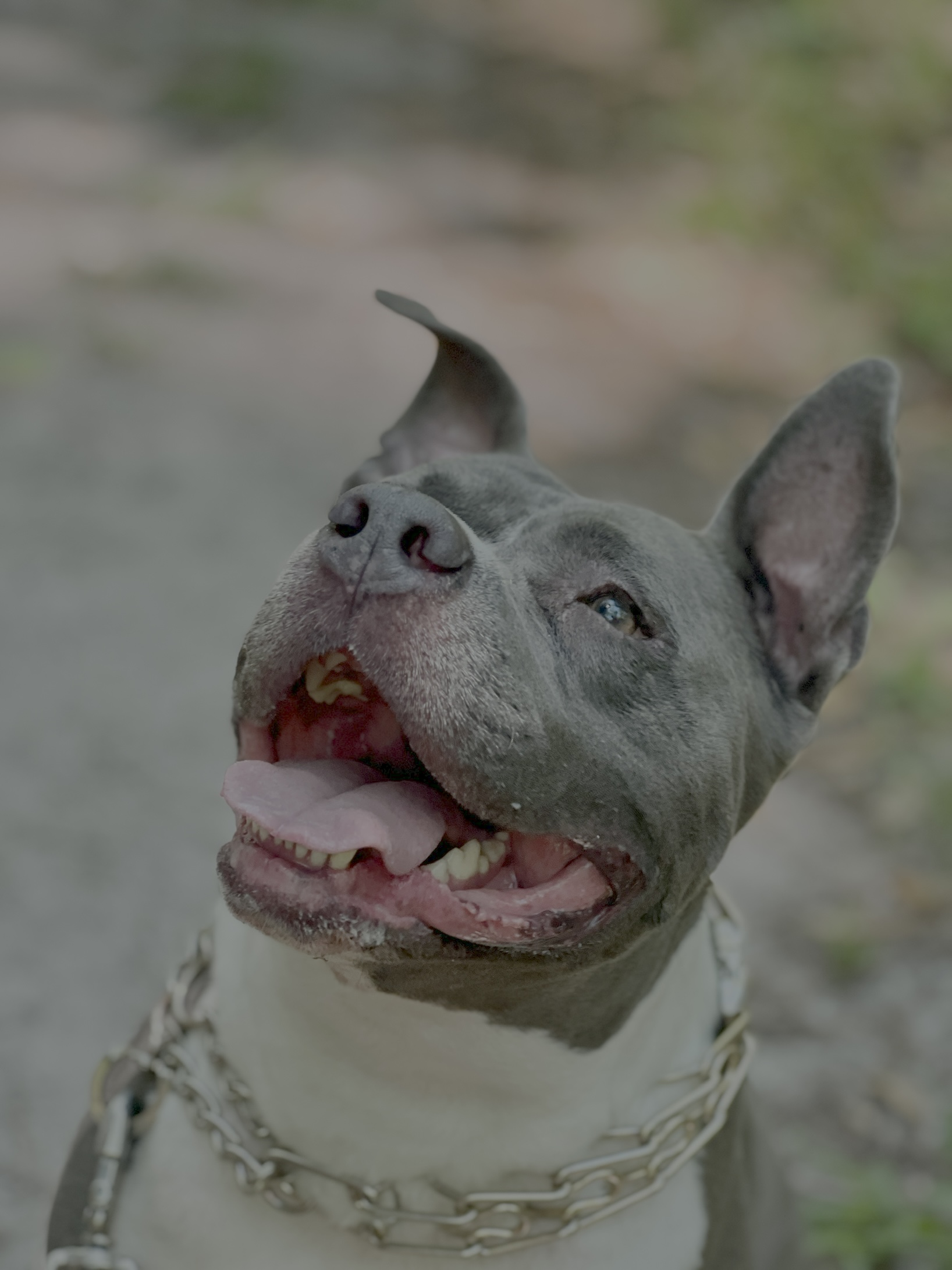 Close-up of Scooby's happy face during his nature walk