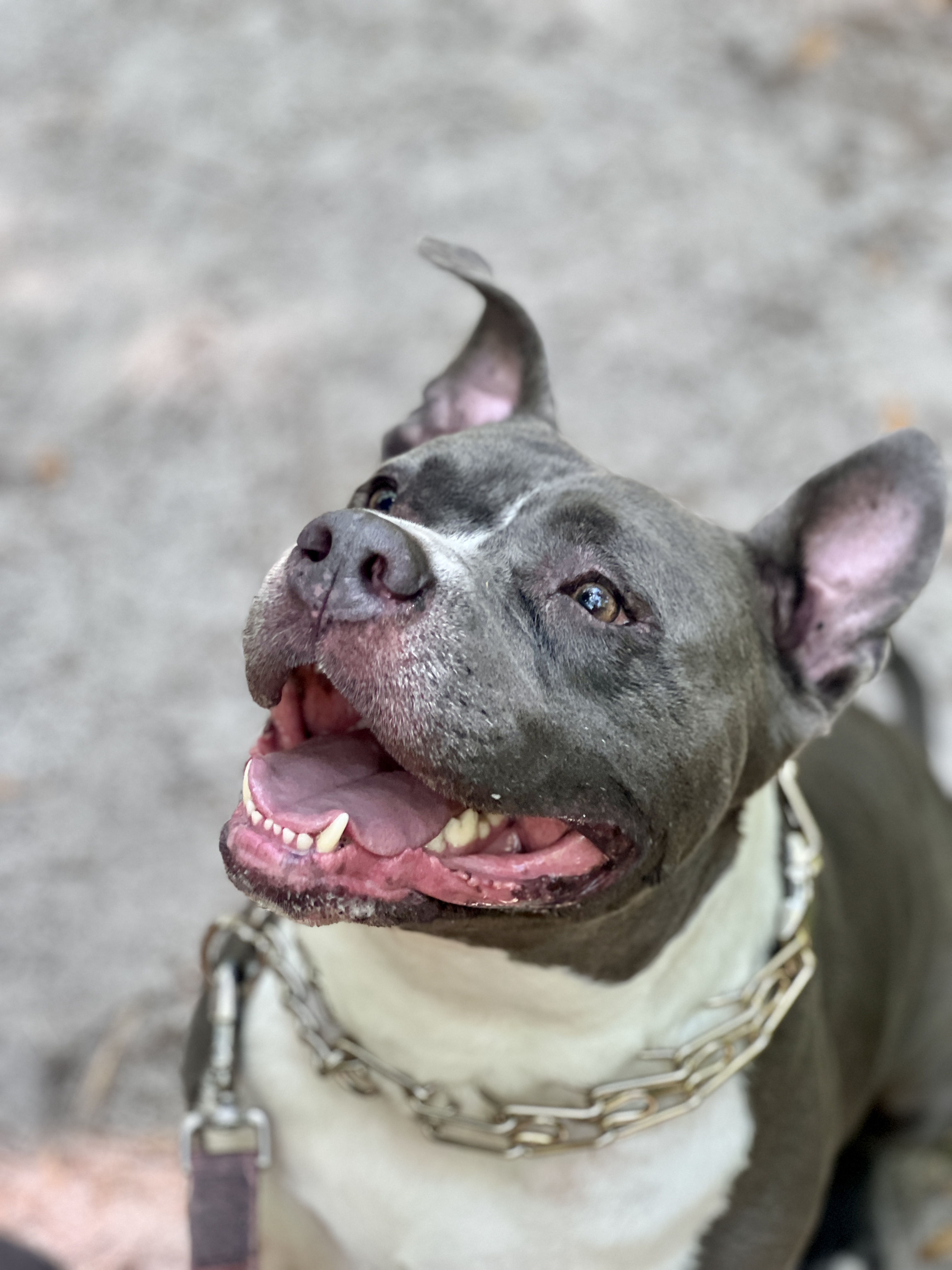 Scooby smiling with his mouth open on the trail