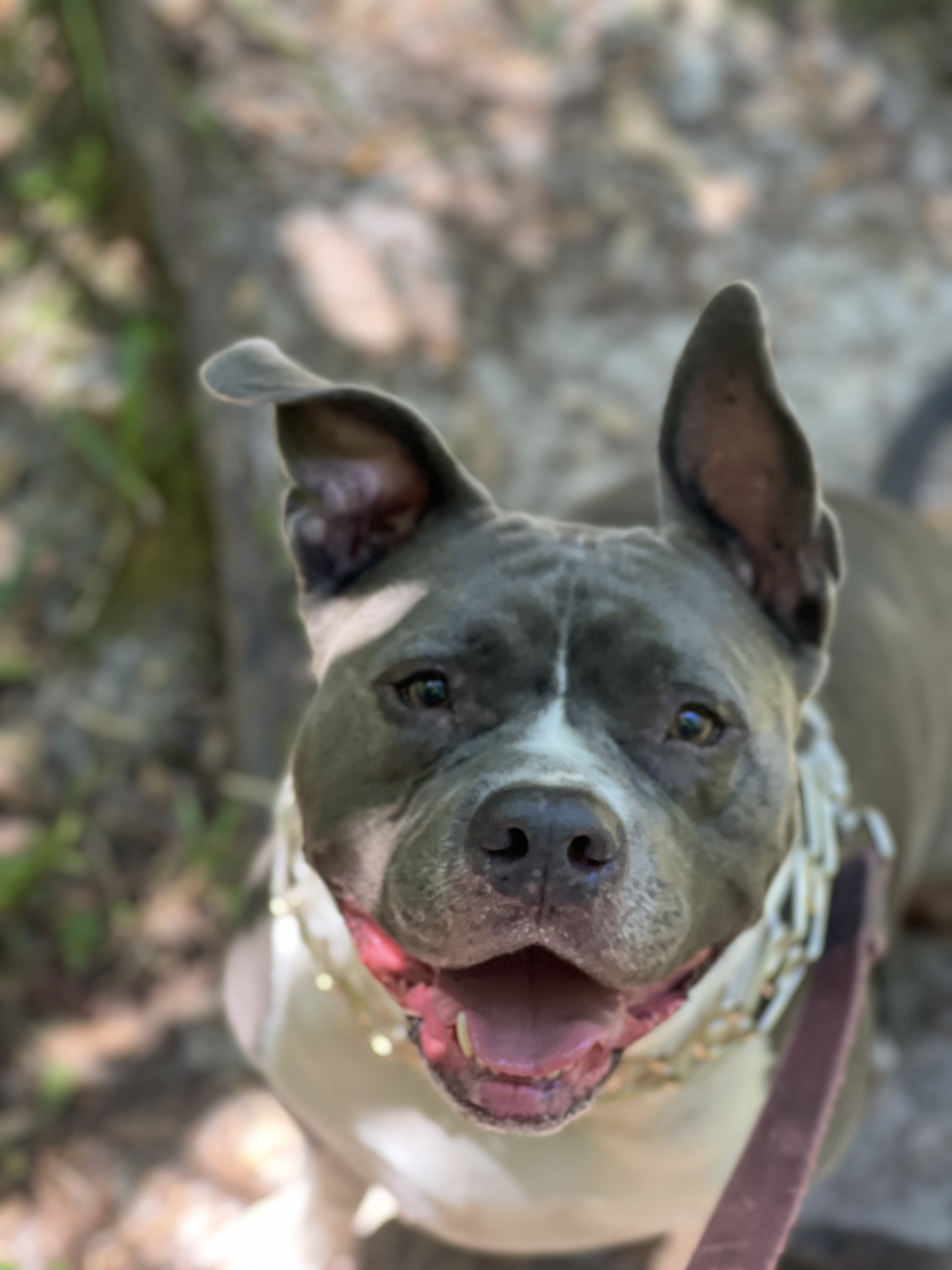 Portrait of Scooby with a big smile on his nature adventure
