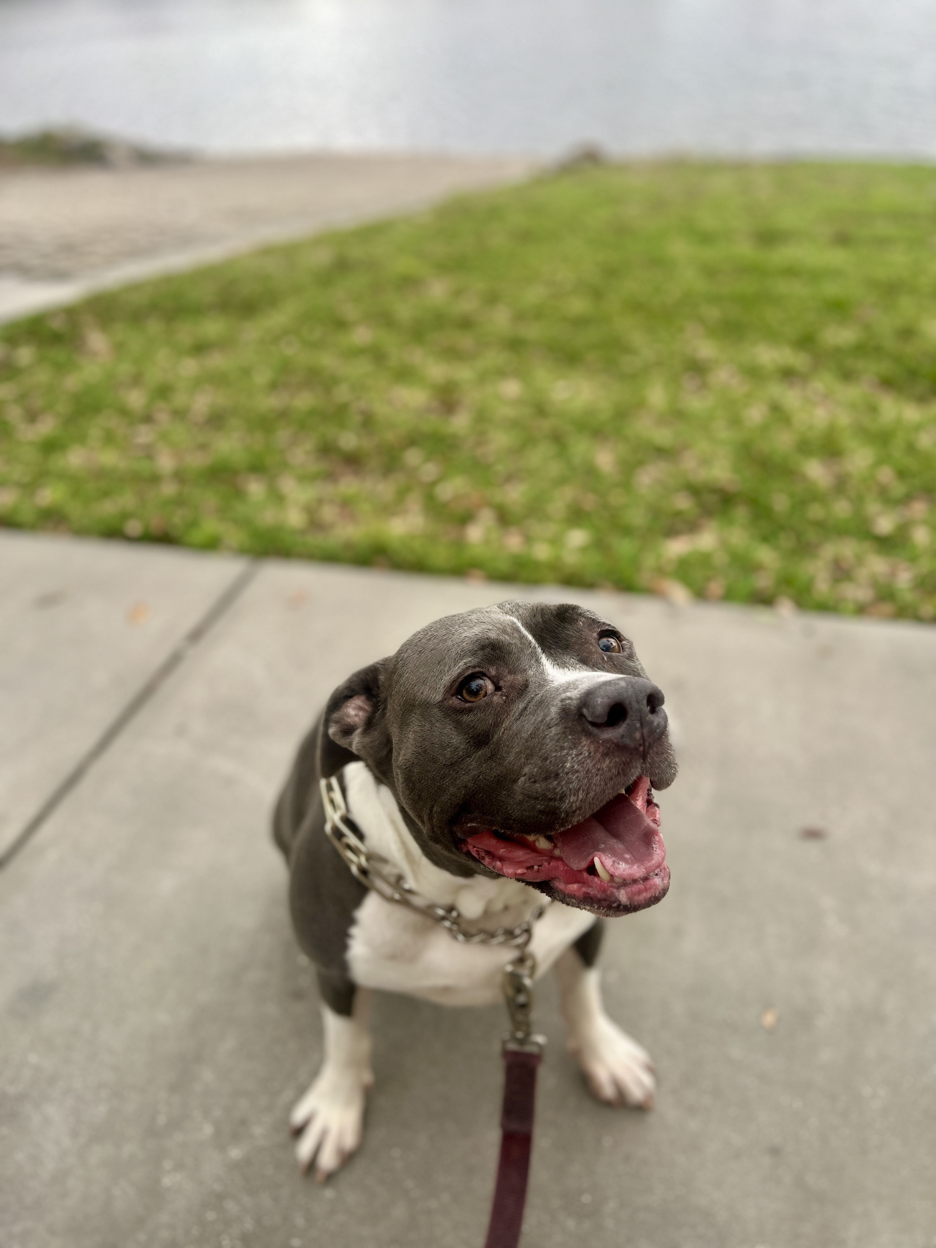 Scooby sitting on the sidewalk